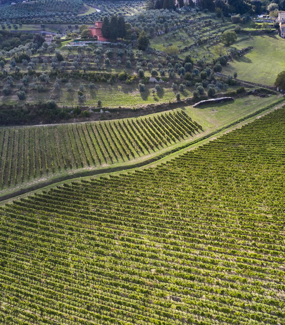 vigneto casamaggio